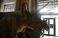 VBS_0899 - Dinosauri. Terra dei giganti